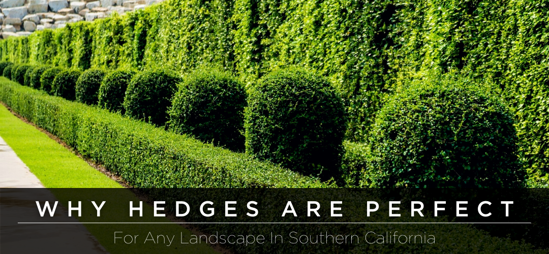 Why Hedges are Perfect for Any Landscape in Southern California